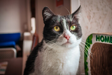 close up of a cat looking up