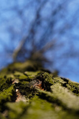 tree. tree bark. detail of tree bark. photo with blue background.