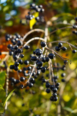 Elderberries, danewort, dwarf elder, walewort berries with green leaves. photo during the day.