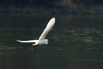 Fototapeta na wymiar Egret in flight.