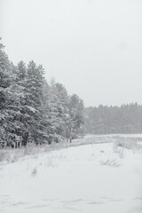 Christmas trees in the snow in the forest in winter. Snowfall