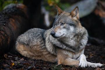 Naklejka na ściany i meble Portrait of a gray wolf in the forest