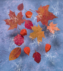 Fototapeta na wymiar Autumn leaves with splashes of water on a dark blue background.