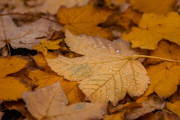 Raindrops on fallen autumn leaves