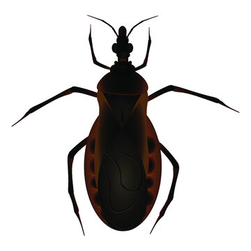 Аmerican triatom bug on white background. Vector illustration