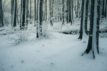 snow covered winter forest landscape