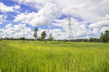 High voltage electric pylon and electrical wire at green rice field and tree forest. Electricity pylon with overcast sky. High voltage grid tower with wire cable. Power and energy concept.