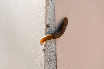 A large brown leopard slug and a small ant crawling alongside. Selective focus