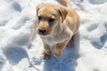 Obraz premium Small cute labrador retriever puppy dog in white snow