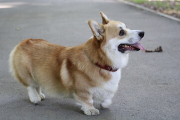 corgi51