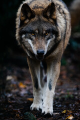 Portrait of a gray wolf in the forest