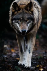 Foto op Plexiglas Portrait of a gray wolf in the forest © AB Photography