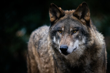 Portrait of a gray wolf in the forest - obrazy, fototapety, plakaty