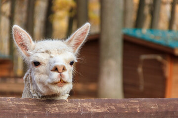 White alpaca (Lama pacos) in a paddock