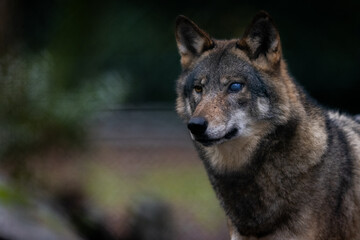 Portrait of a gray wolf in the forest