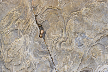 Dos lapas en una oquedad sobre una roca erosionada en distintas capas en el flysch de la Costa Vasca. Tomada en Sakoneta en Julio de 2021