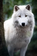 Selbstklebende Fototapeten Portrait of an artic wolf in the forest © AB Photography