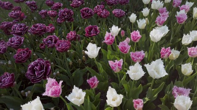 Purple, pink and white varietal tulips on flowerbed close-up