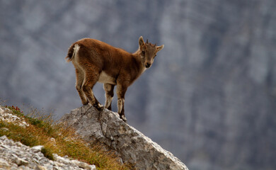 baby ibex on the rock