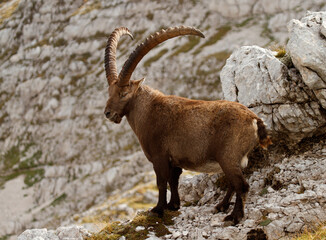 Ibex in the mountains