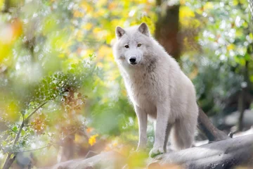 Deurstickers Portrait of an artic wolf in the forest © AB Photography