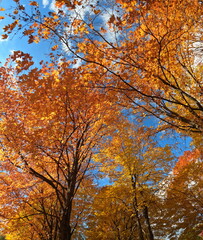 Looking upward at autumn treetop leaf canopies in the park. Tree branch silhouette against blue sky. Beautiful Fall foliage. Natural day lighting. No people.