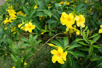 Obraz premium Forsythia flowers on a Bush with green leaves.