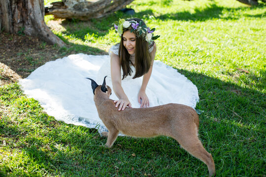 bride and lynx