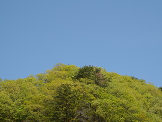 新緑と青空