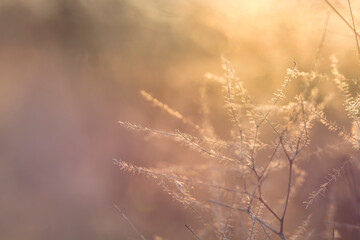 Autumn blurred nature background in sunset light