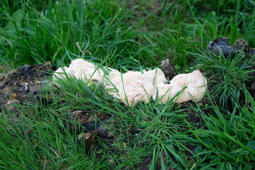 Slime mold; Dog Vomit (Fuligo septica) on stump of tree