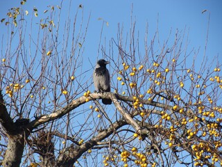 blackbird