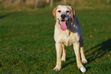 Beautiful Young Golden Labrador Outdoors