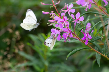 Displaying pair of Green-veined white (Pieris napi); male movement blur