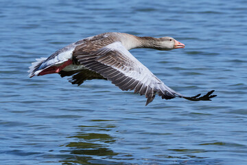 Graugans in der Morgensonne
