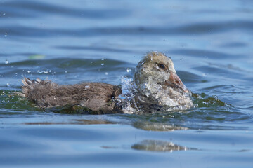 Fototapeta premium Junge Graugans bei der Gefiederpflege