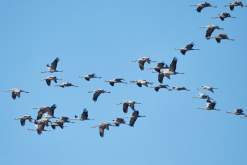 Kranichzug im Herbst an der Ostsee
