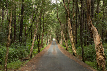 Fototapeta premium road in forest