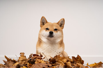 chien shiba inu roux couché sur des feuilles en automn sur un fond blanc 