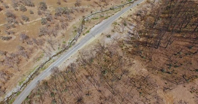 Aerial drone view of Dead trees ravaged by wildfire in california 
