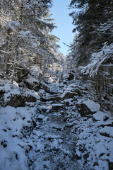 path into the Pyrenees forest