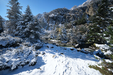 path in the forest of the pyrenees
