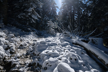 path into the Pyrenees forest