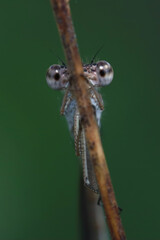 Dragonfly eyes behind the grass stalk look fascinating.
Incredibly fantastic look huge eyes of a dragonfly on a dark background.
