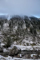 Fotobehang snowstorm in the pine forest © Roi Herrera