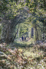 autumn in the forest