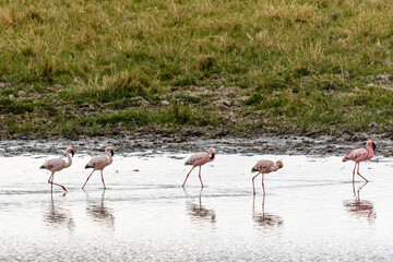 Pink flamingo (Phoenicopterus) at the Ngorongoro crater national park, Tanzania. Wildlife photo