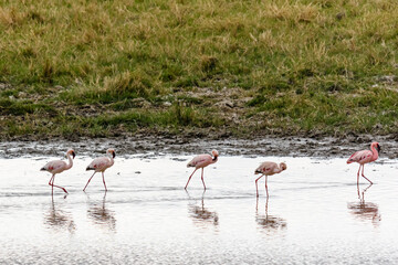 Pink flamingo (Phoenicopterus) at the Ngorongoro crater national park, Tanzania. Wildlife photo