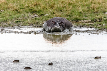 Naklejka premium Hippo (hippopotamus amphibius) in pond at the Serengeti national park, Tanzania. Wildlife photo