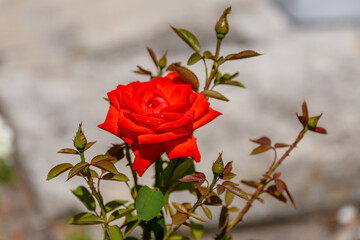 Red rose blossoming in a garden on spring